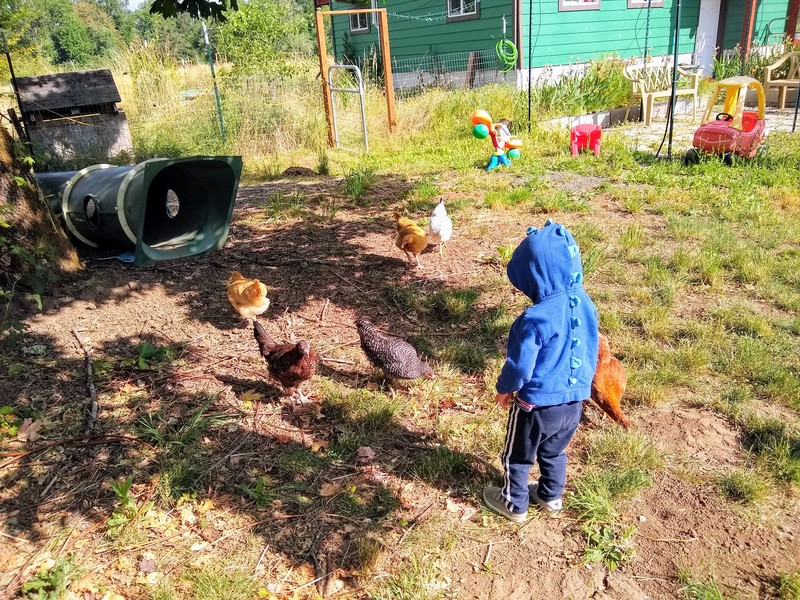 The younger Hansen boy is fascinated by the chickens. He gave them bread.