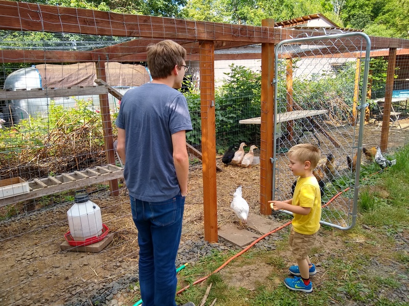 Jared Hansen and his older son inspect the chicken run. Lois have them bread to feed them.