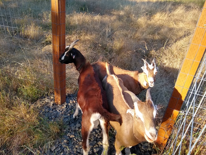 Licorice, Spice, and Rocky are sure getting big. I need to take pictures of them reaching the top of the fence.