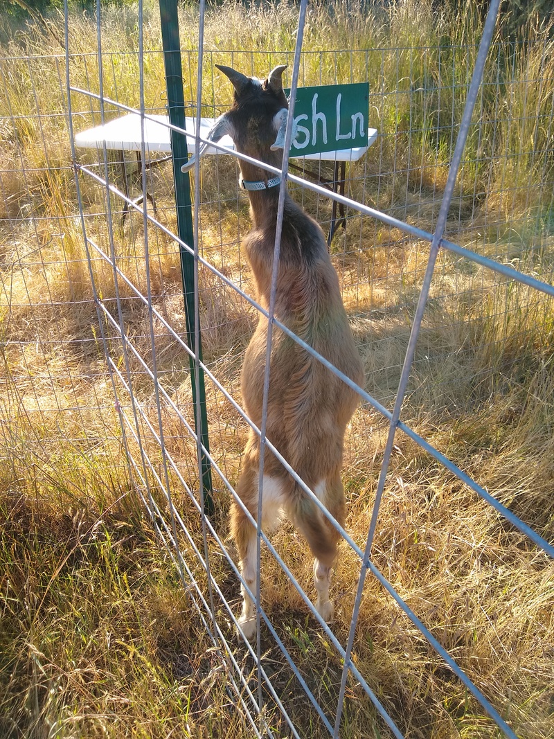 Lop is chewing on the street sign that is made of wood.