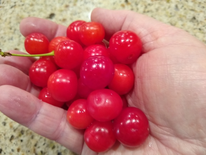 Montmorancy cherries from our tree for the first time. Something got them the past two years.