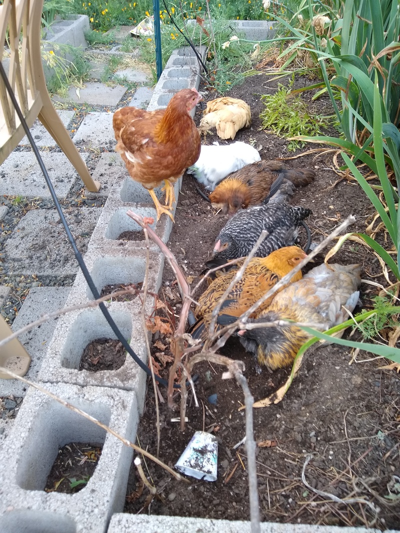 Chickens on rototiller duty.