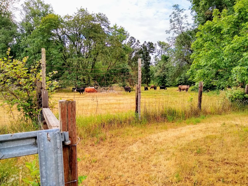 Cows have invaded our neighbor's property.
