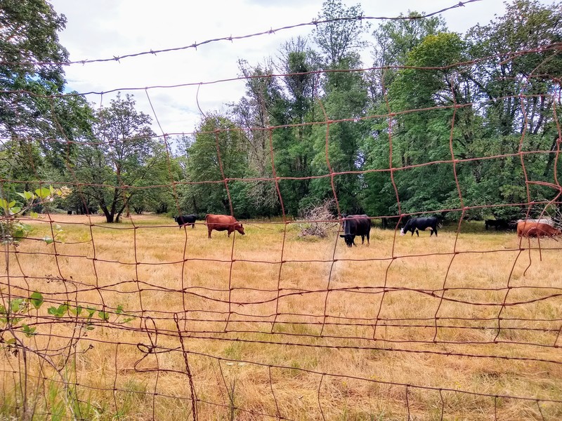 Cows have invaded our neighbor's property.