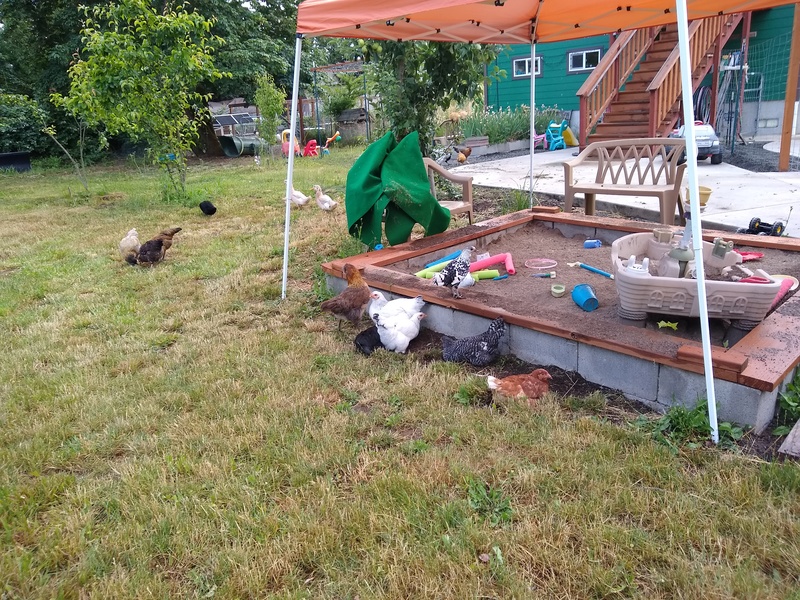 The chickens seem to like being near the sandbox.