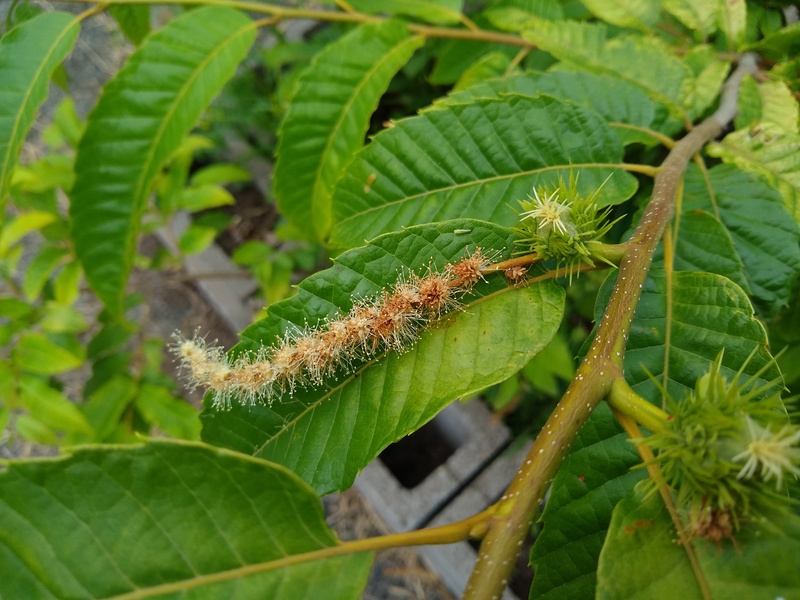 Rosewold Gardens: A Chestnut tree in the waffle is creating baby chestnuts.