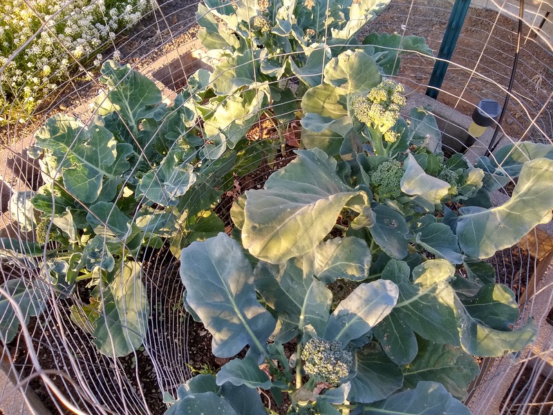 Rosewold Gardens: broccoli