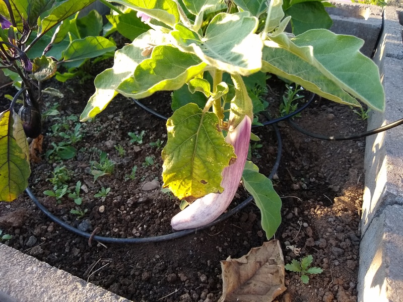 Rosewold Gardens: eggplant