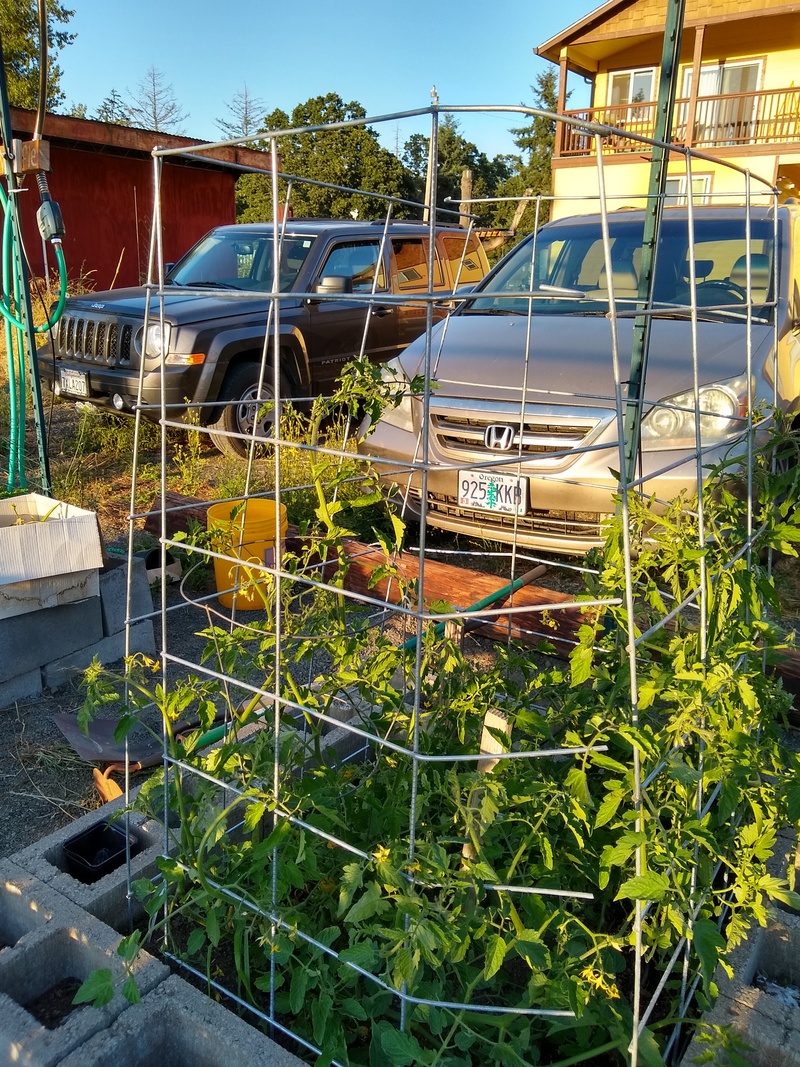Rosewold Gardens: Lois and Don created a Tomato Cage that should last for years and you can reach through the cage to pick tomatoes. Support for sagging runners and defense against munching deer.