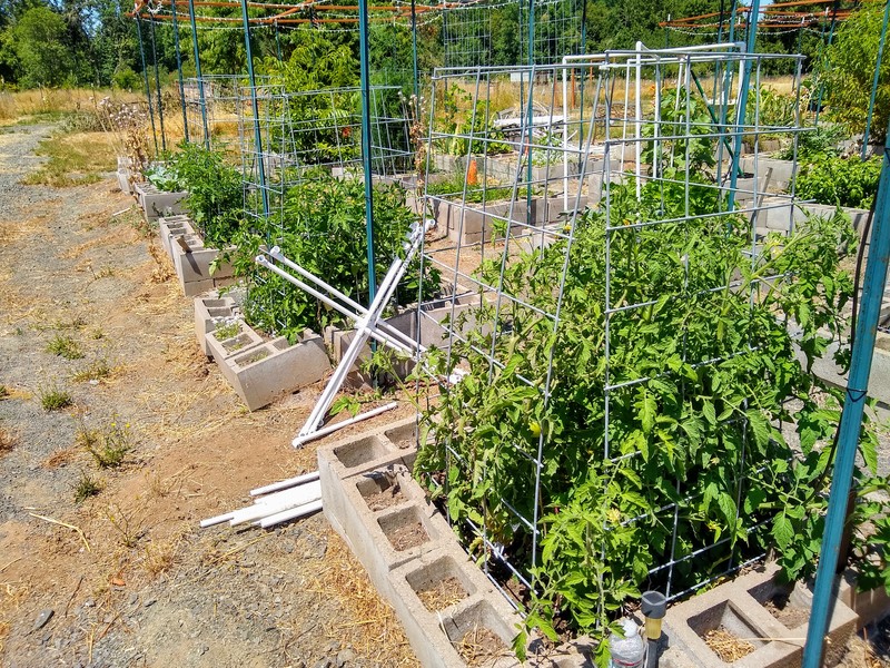 Several tomatoes caged for support.