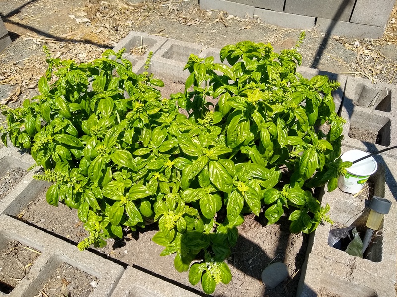 This basil started with one little plant. I wish I could keep it over winter.