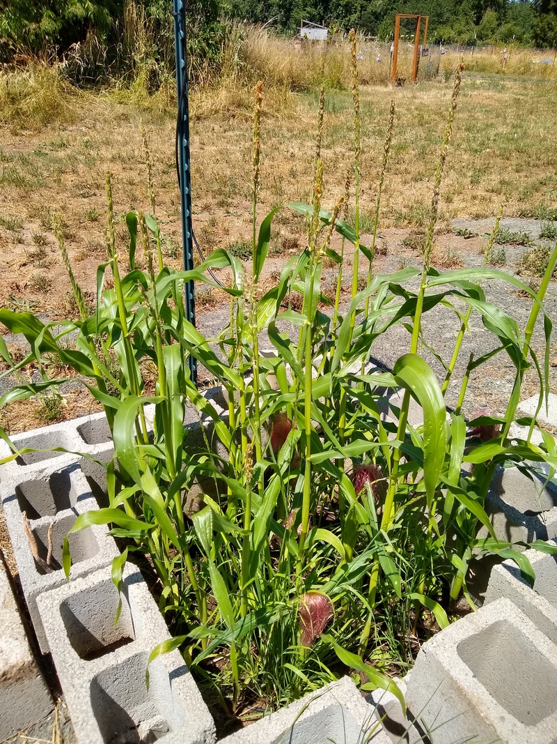 Short corn plants with ears already. Is this normal?