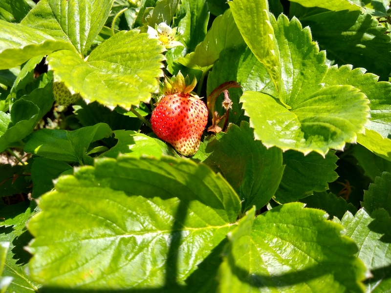 Strawberry ripening.