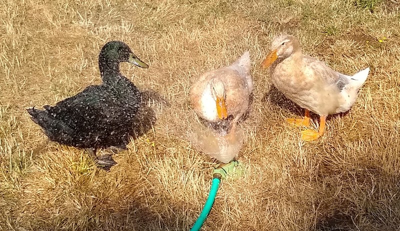 Ducks enjoy the sprinkler.