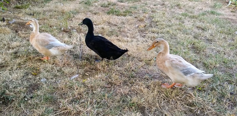 The Three Ducks.