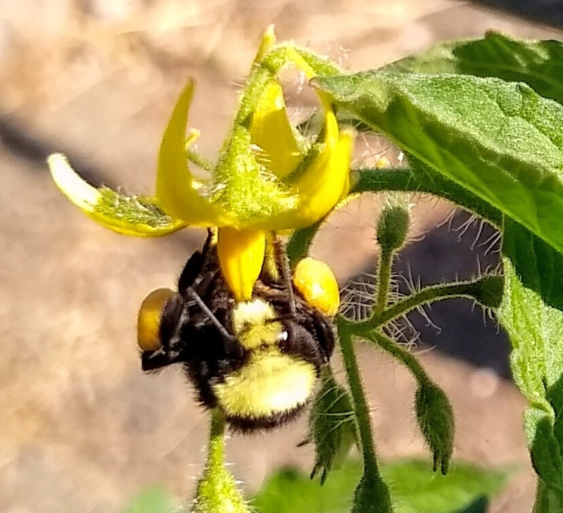 Bumblebee with bags packed