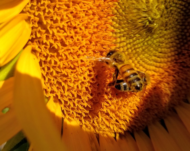 Honeybee on sunflower