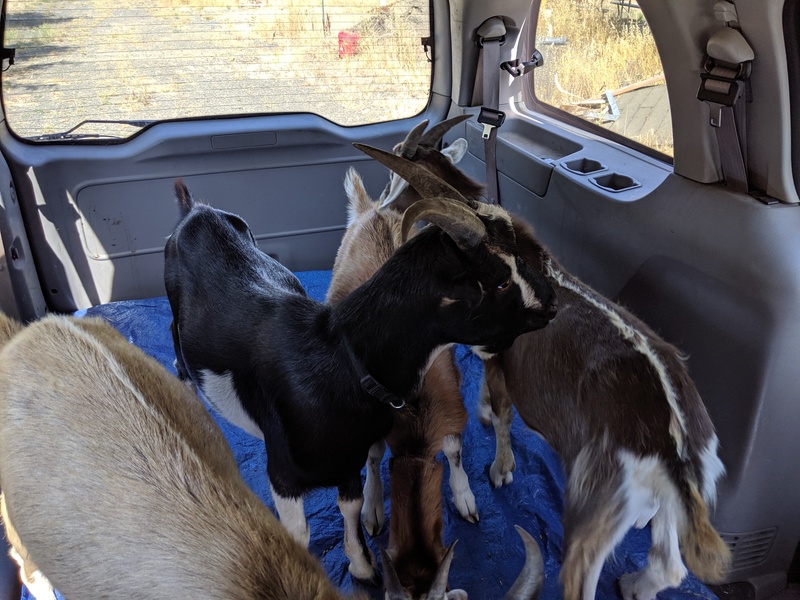 Goats inside the Box. To market to market to sell a young goat.