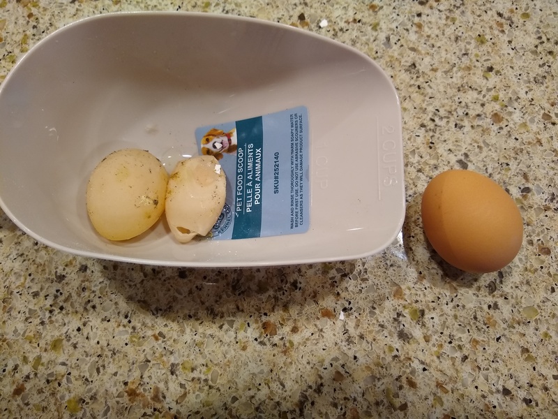 The eggs in the scoop have shells with very little calcium, so they are squishy.
