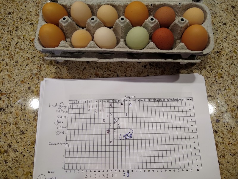 Aug 17 A fuller carton plus the counting sheet. Lois loves the first green egg and the dark brown speckled one which she assumed is Lacey, a Welsummer.