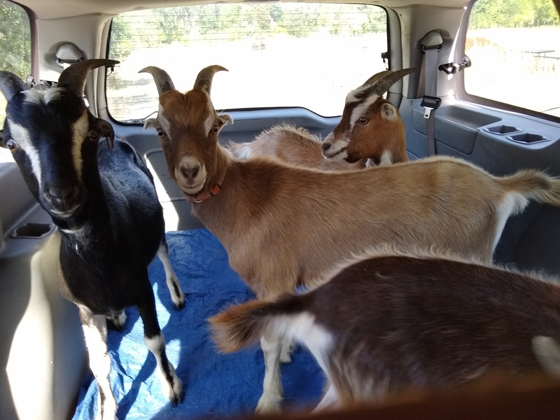 Goats inside the Box.