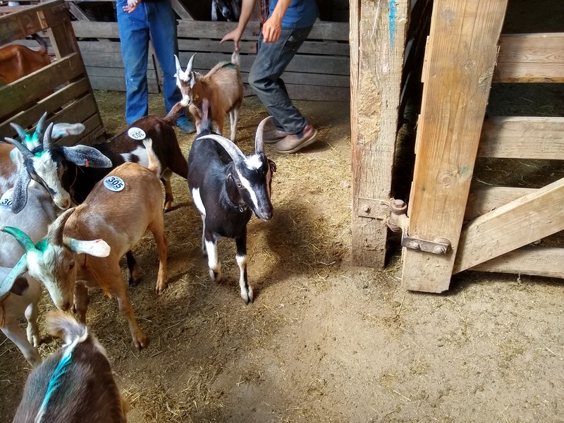 Goats at the auction.