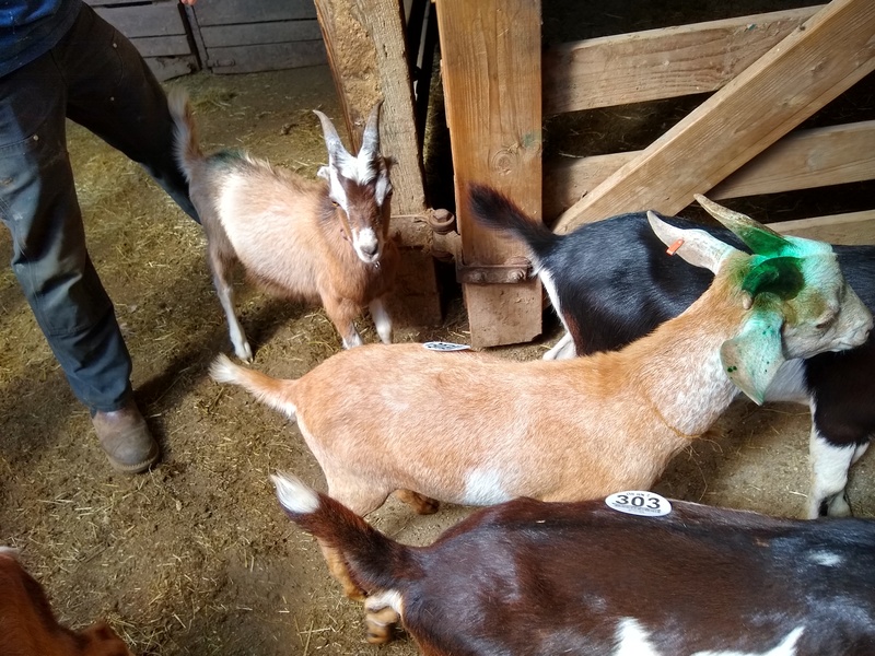 Goats at the auction.