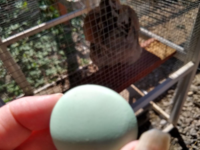 Green egg from Shadow