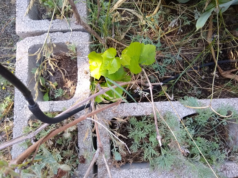 A grape plant has survived.