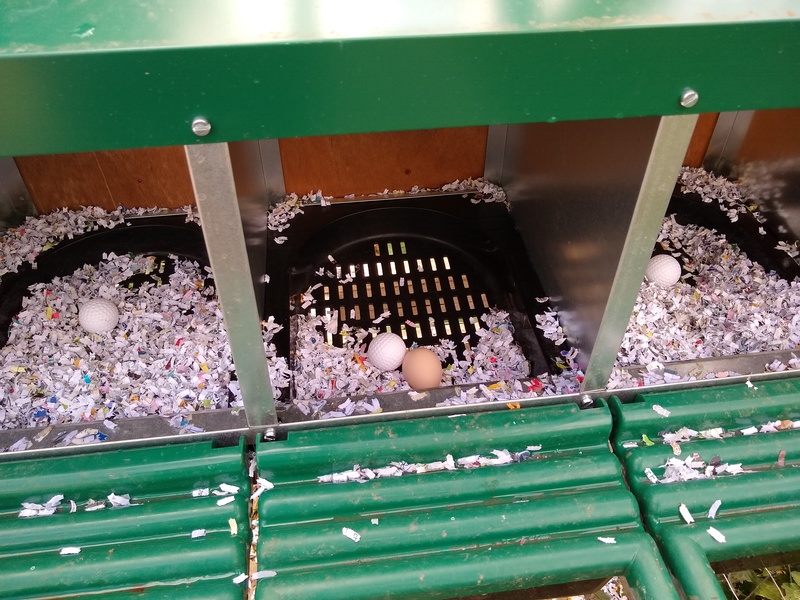 The first egg laid on the new box. One of the Delewares is the winner.