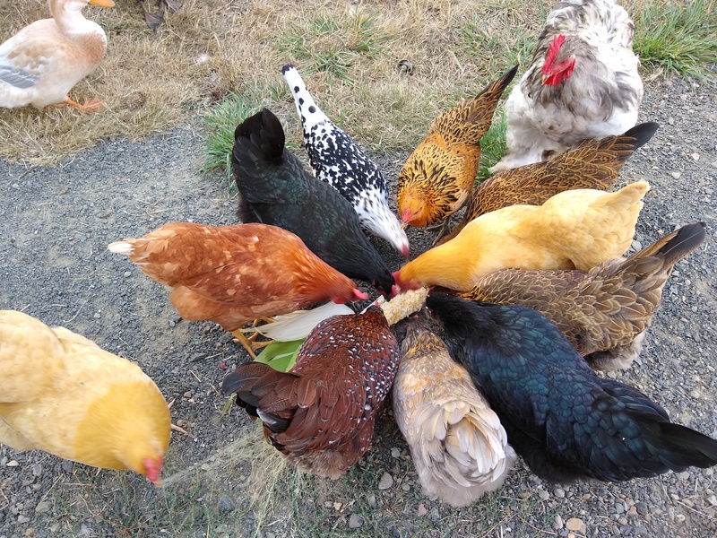 Chickens enjoy our first ear of corn.