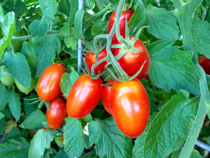 Rosewold Tomatoes