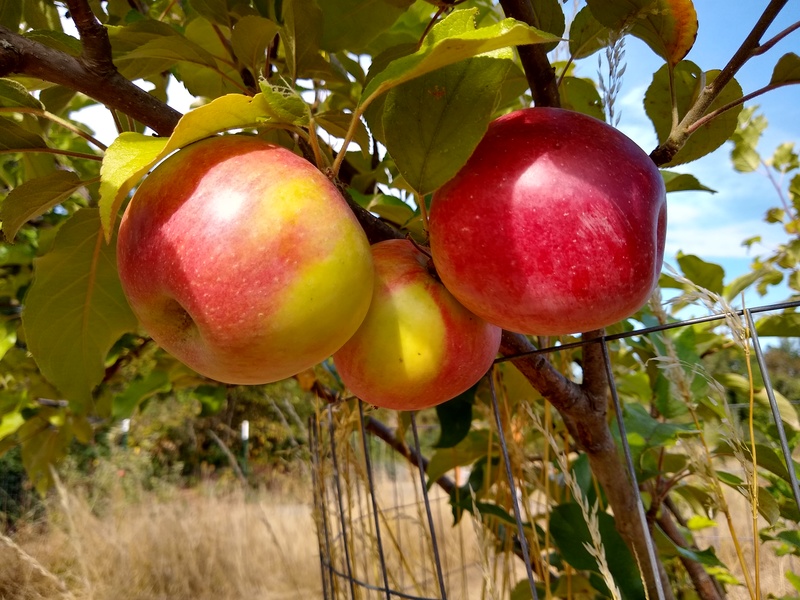 Rosewold Apples