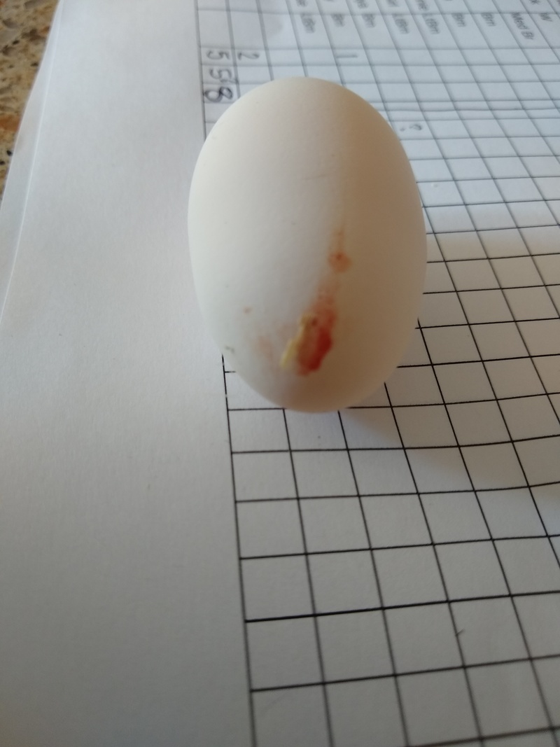 Checkers' first egg. Ouch.