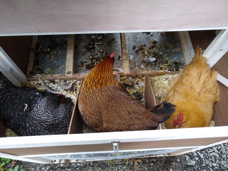 Tic Tac Toe, three hens in a row.
Okay she is back. Yay!