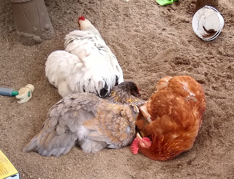 What could be more fun than a day at the beach? Rolling in the sand helps the chickens get rid of mites.