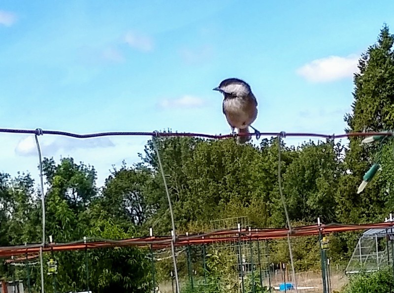 Chickadee on the fence between our bird feeders. Lois loves the song they sing.