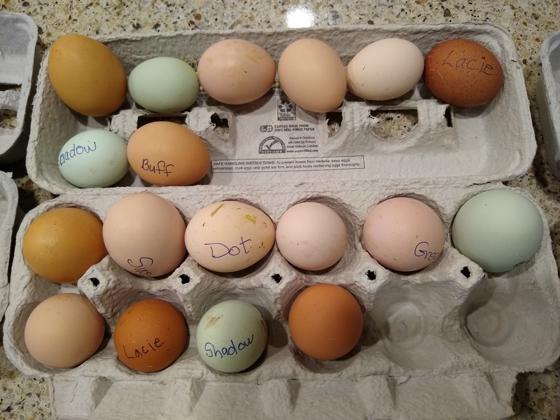 Egg Harvest, two days, 8 yesterday (9/10), ten today (9/11)