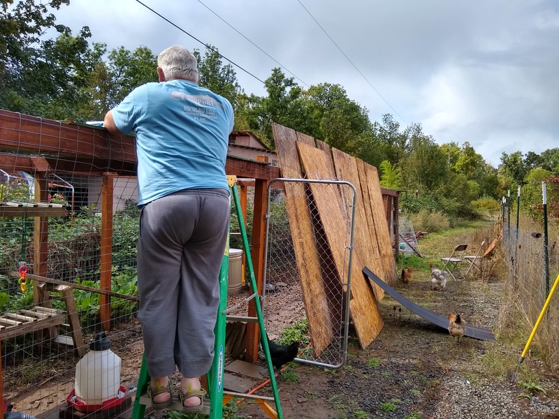 Don installs OSB panels on top of the chicken run.