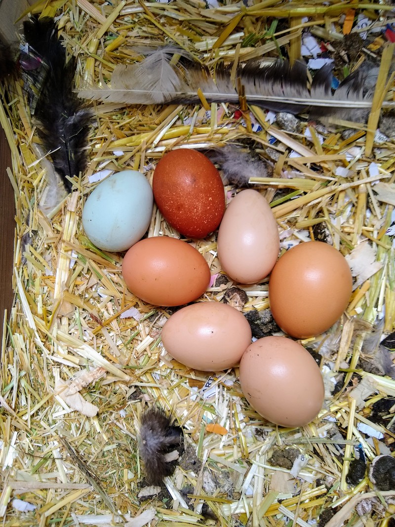 Dominique's eggs that she is sitting on. Next time Lois will mark them so she can tell when chickens add new eggs.