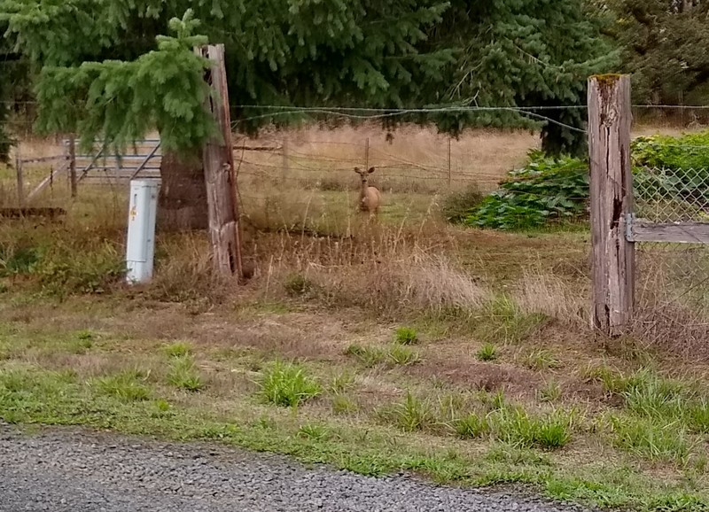 Deer in the neighbors yard