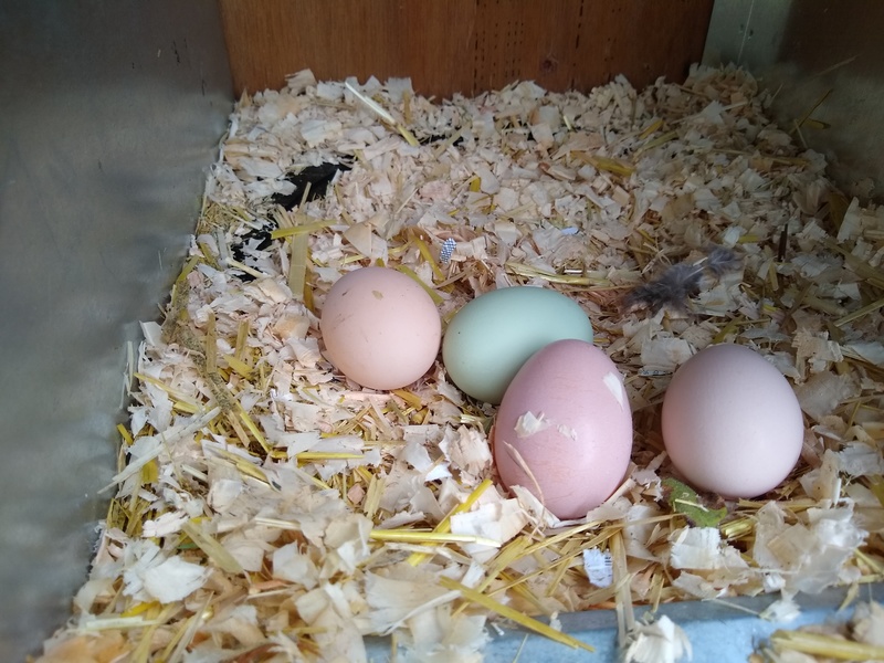 Aren't these eggs pretty? They were all laid in one box.