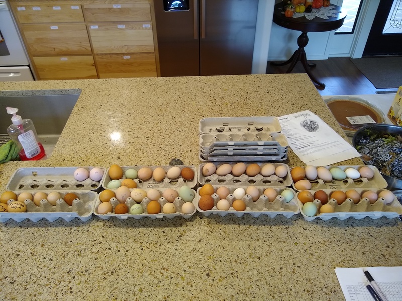 We have the eggs carefully sorted into days.