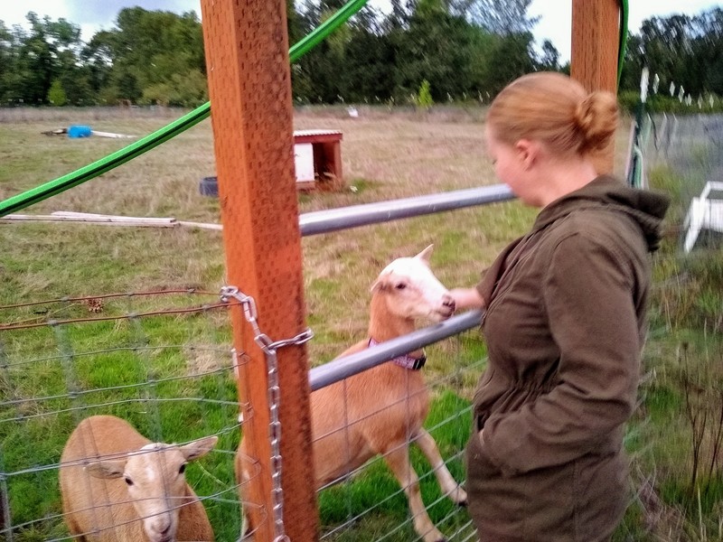 A friend visited and feed the sheep.