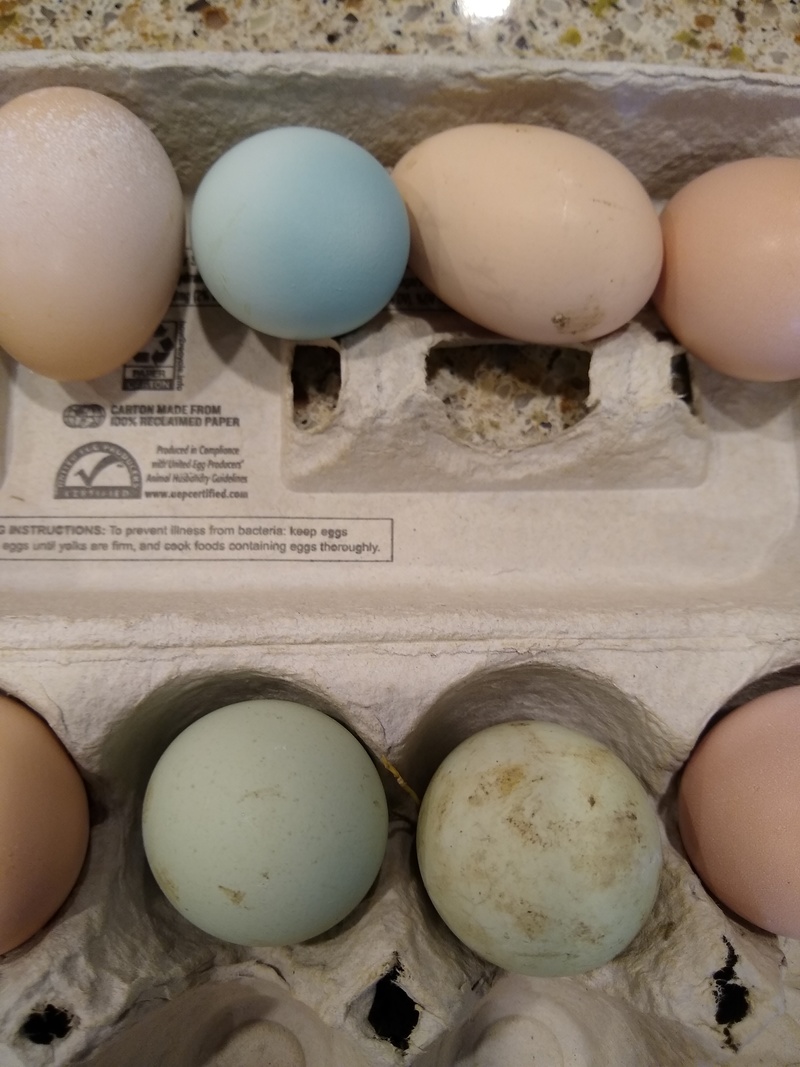 Is the blue egg a making variation of a green egg layer, or do we have a hen that lays blue eggs?