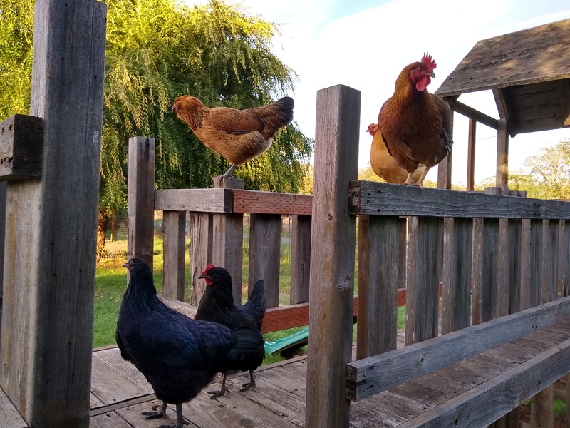 The chickens love playing in the play structure.