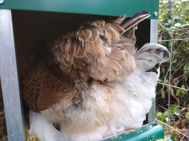 Owl on top of a Deleware chicken thinking it can lay an egg there up in the air ... Which she did.