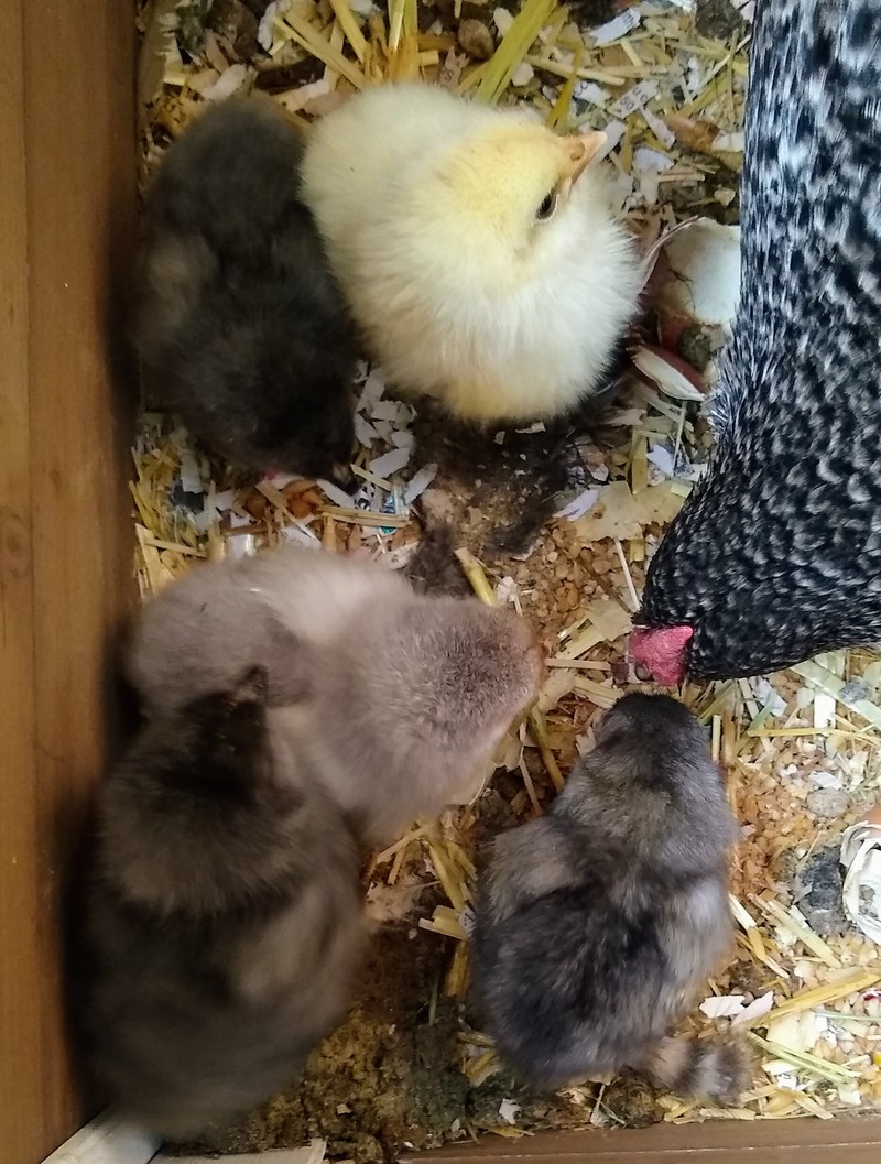 Five chicks.