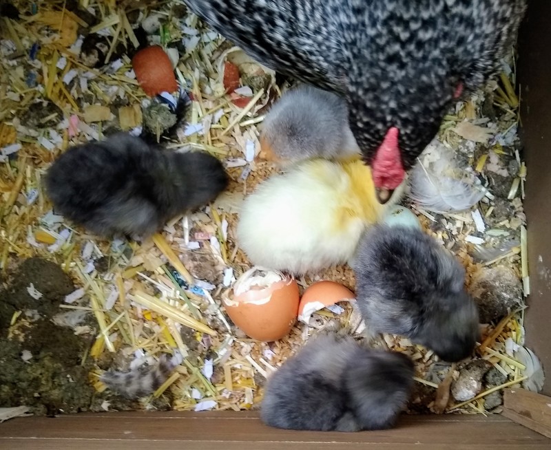 Five chicks.