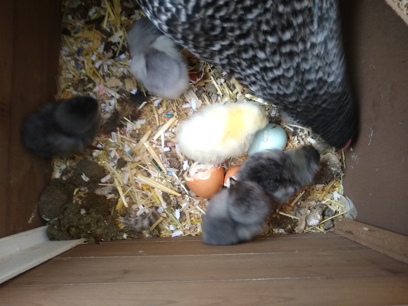 Five chicks